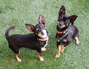 Small Dogs