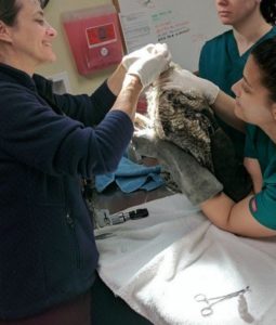 Great-Horned Owl seen by Wildlife Care Center Staff
