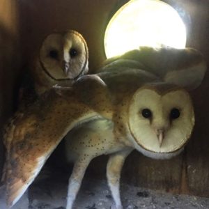 Barn owls in hack box