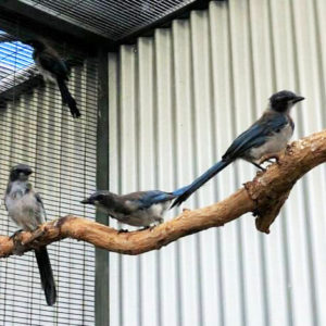 Older Scrub Jays in one of our Wildlife Care Center outdoor rehab areas.