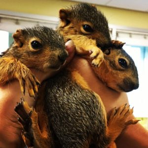 Orphaned Trio of Fox Squirrels